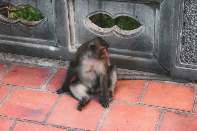 vietnam monkey